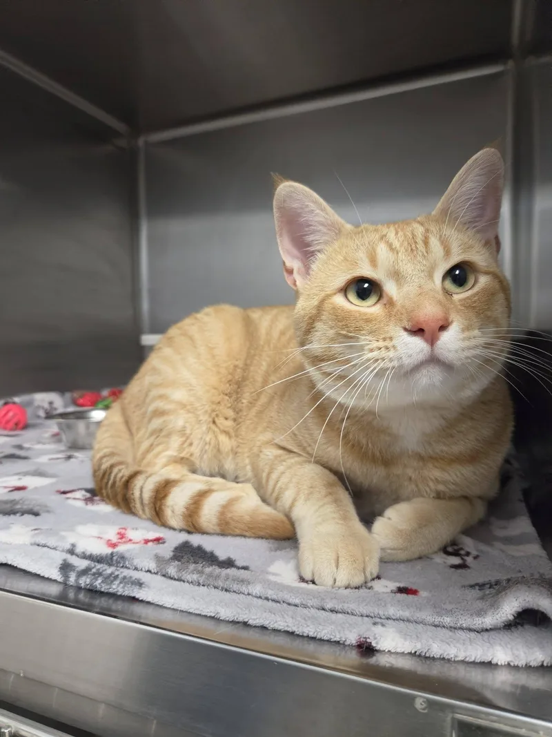 A young medium-sized male Tabby (Orange / Red) Domestic Short Hair cat named Mead for adoption in Chilton, WI