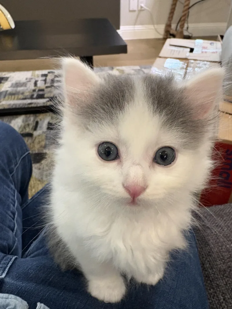 Sophie