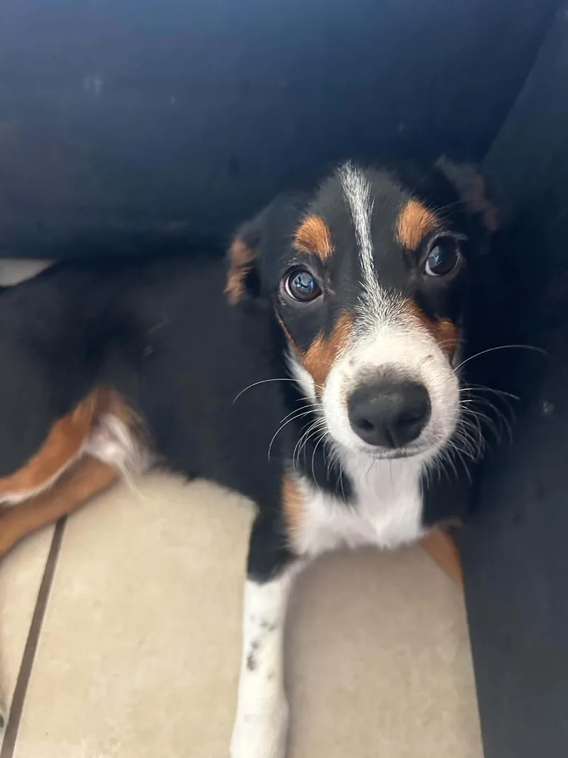 A young small-sized male Beagle dog named Bennito for adoption in San Diego, CA
