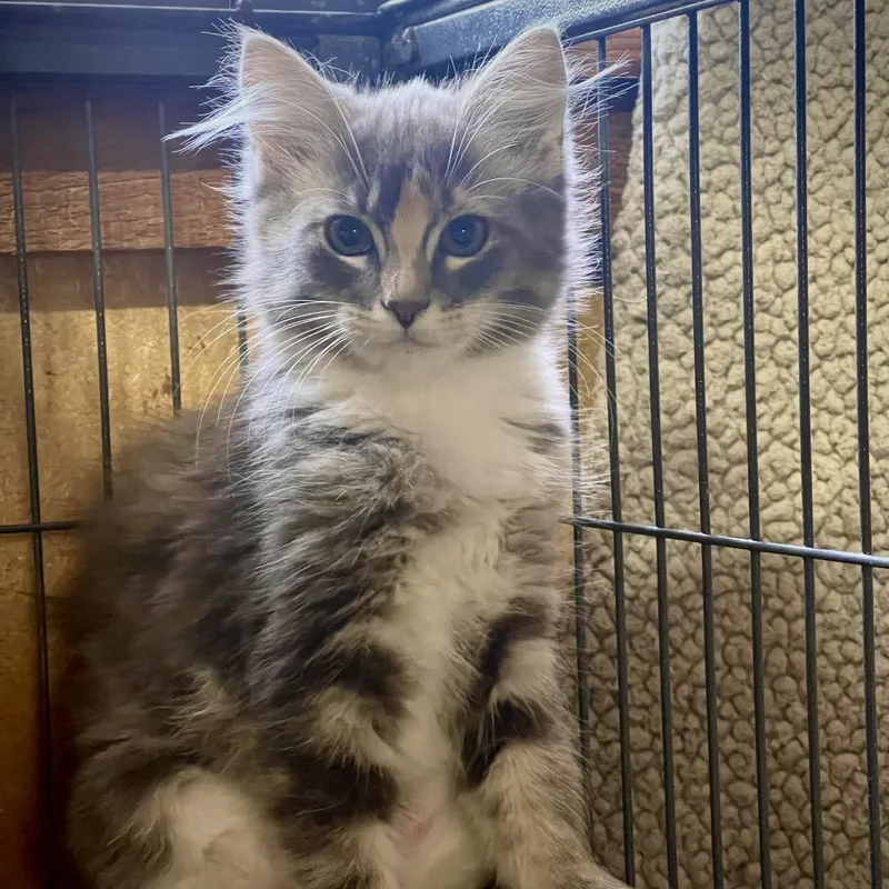 A baby small-sized female Calico Domestic Medium Hair cat named Nimbus for adoption in Spokane, WA