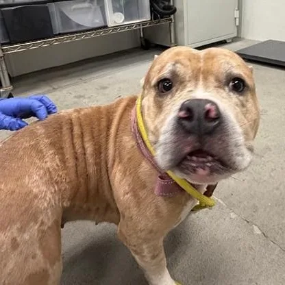 An adult medium-sized female Pit Bull Terrier dog named Zelda for adoption in Urbana, IL