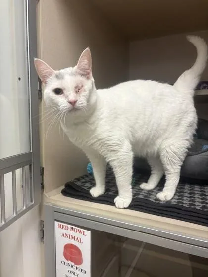 An adult medium-sized female Domestic Short Hair cat named Lyla for adoption in Quakertown, PA