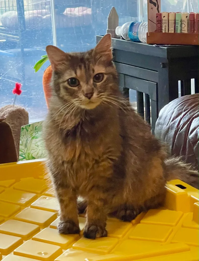 An adult medium-sized female Torbie Domestic Medium Hair cat named Chernobyl for adoption in Indianapolis, IN