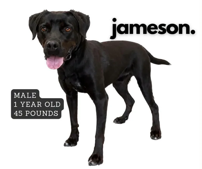 A young medium-sized male Affenpinscher dog named Jameson for adoption in Ashland, KY