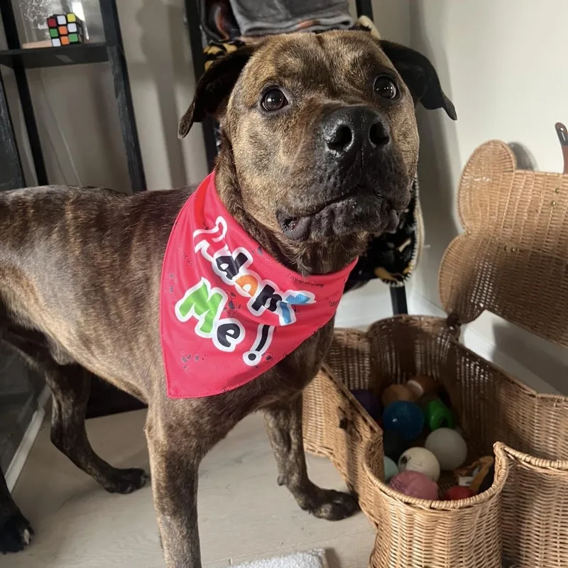 Frankie Eugenie thumbnail 3