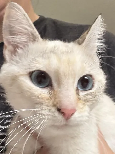 A young small-sized female Domestic Short Hair cat named Mags for adoption in Hutchinson, MN