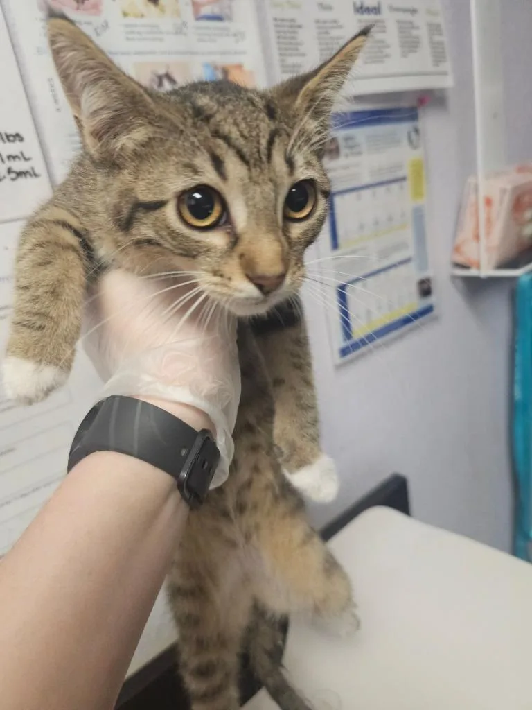 A baby medium-sized female Domestic Short Hair cat named Fenbendazole for adoption in New Braunfels, TX