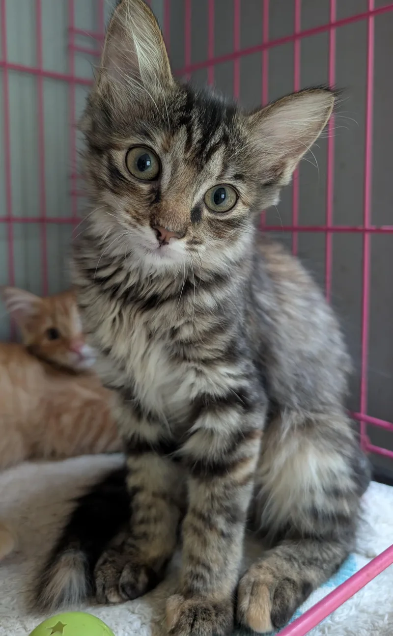 A baby medium-sized female Tabby cat named Bridget for adoption in Somerset, KY