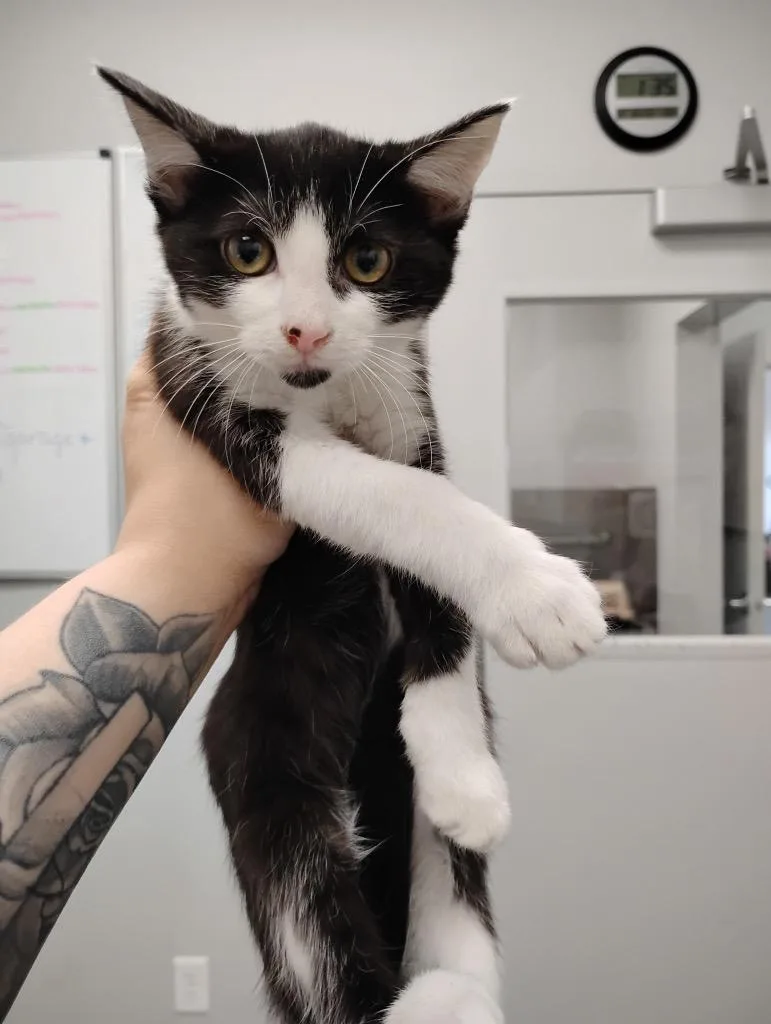 A baby small-sized female Domestic Short Hair cat named Ornament for adoption in Angola, IN