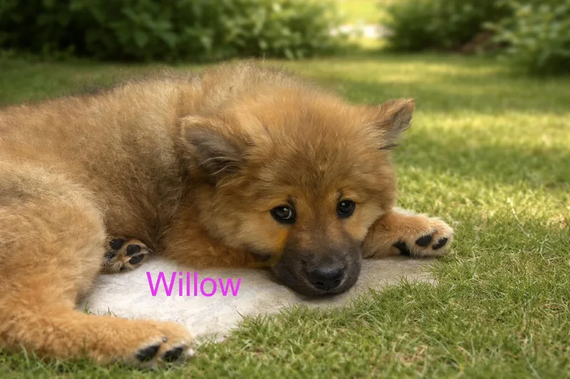 Willow