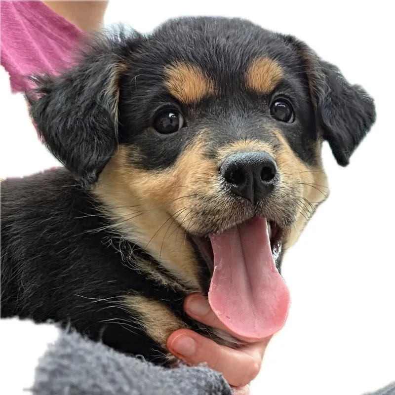 Brigitte Overwatch Support Squad thumbnail 2