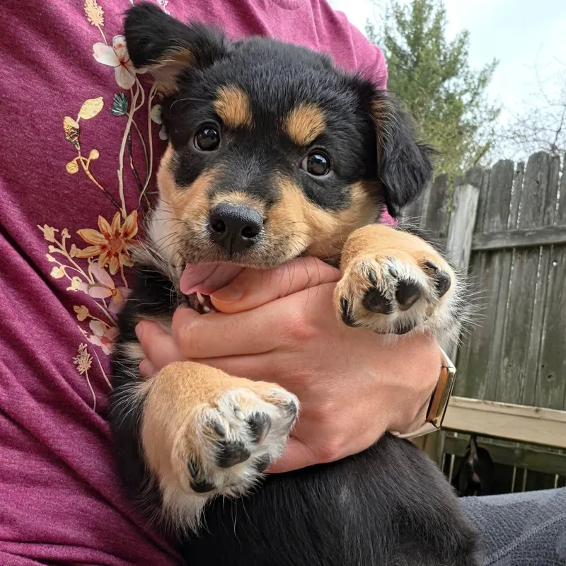 Brigitte Overwatch Support Squad thumbnail 3