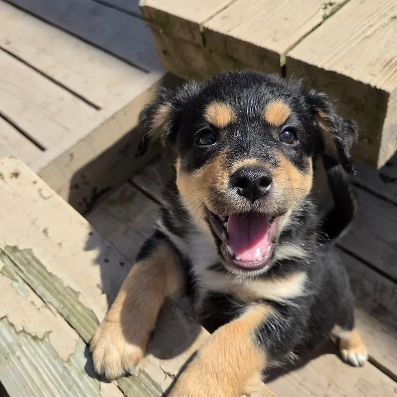 Brigitte Overwatch Support Squad