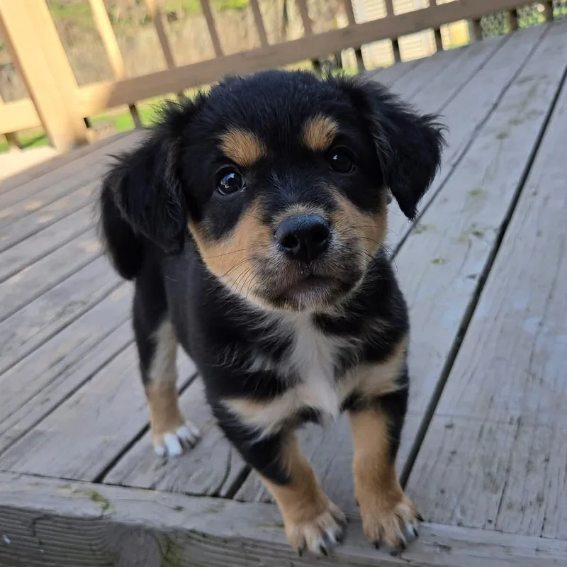 Brigitte Overwatch Support Squad thumbnail 4