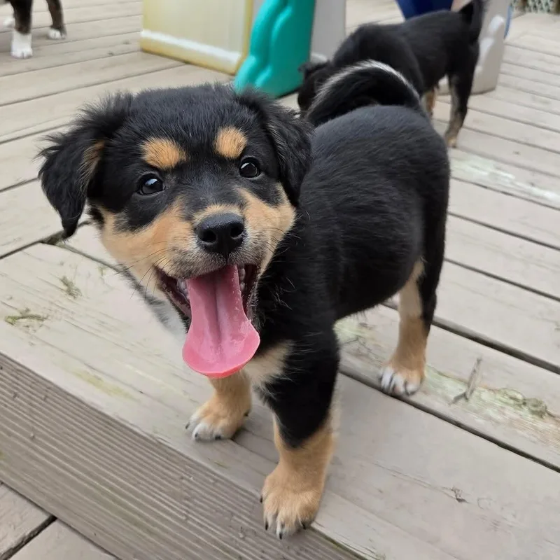 Brigitte Overwatch Support Squad thumbnail 5