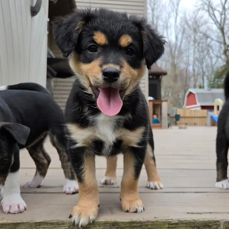 Brigitte Overwatch Support Squad thumbnail 6