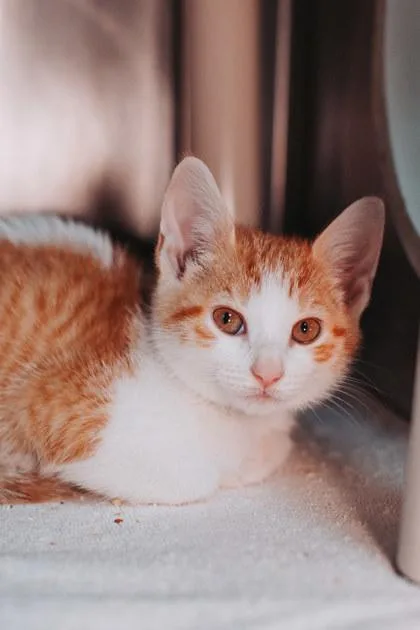 A young small-sized female Domestic Short Hair cat named A Winnie Petsmart North for adoption in North Charleston, SC