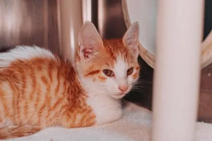 A Winnie Petsmart North thumbnail 2