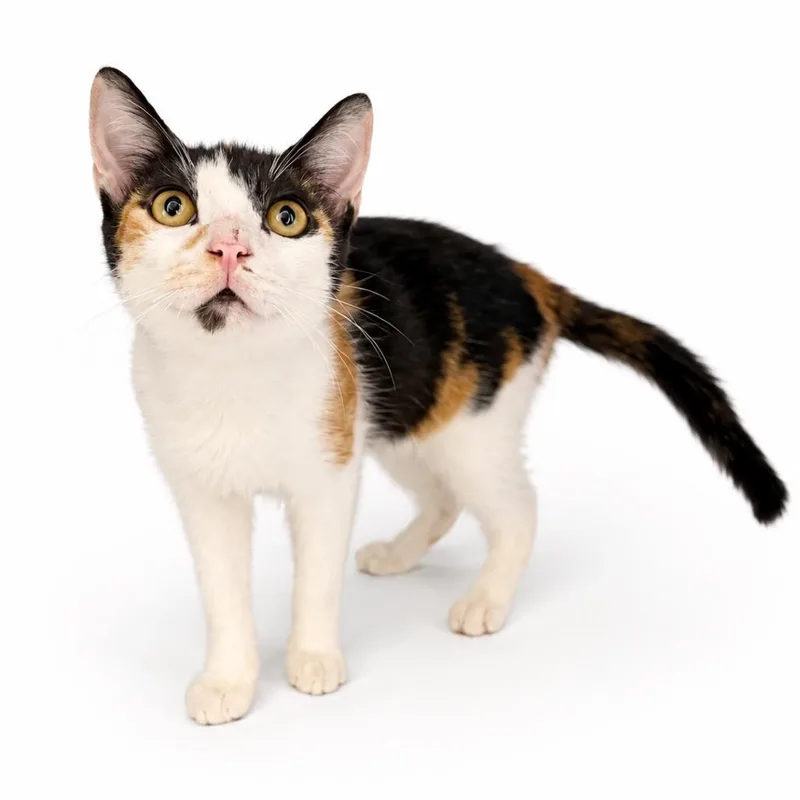 Milani