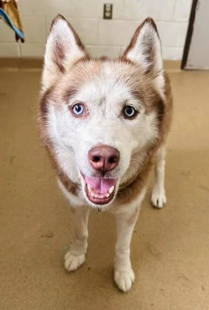 Koda
