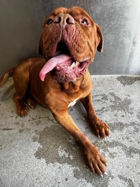 An adult extra large-sized male Dogue de Bordeaux dog named Big Larry for adoption in Downey, CA