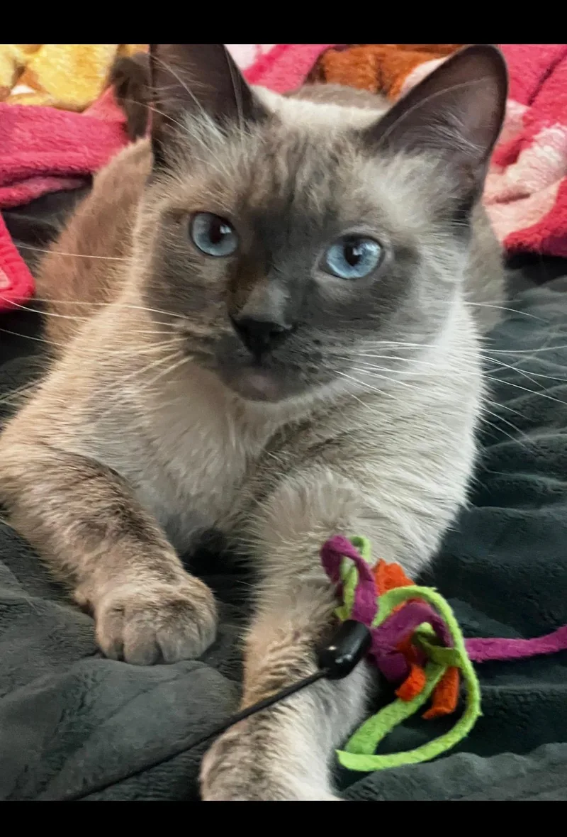 An adult medium-sized female Siamese cat named Maui for adoption in Long Beach, CA