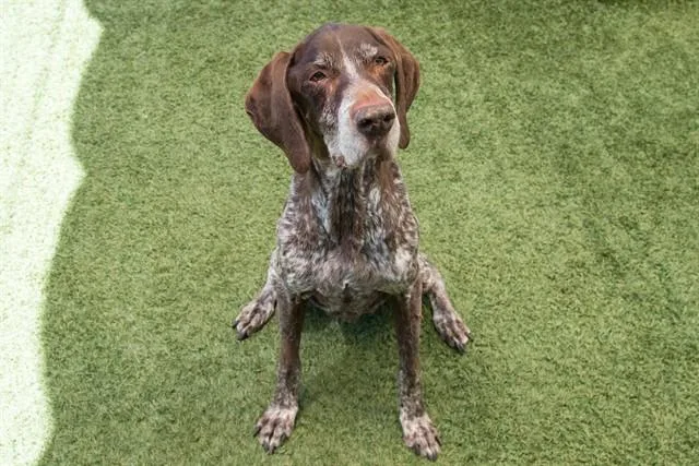 A senior large-sized male German Shorthaired Pointer dog named Hunter for adoption in Santa Monica, CA