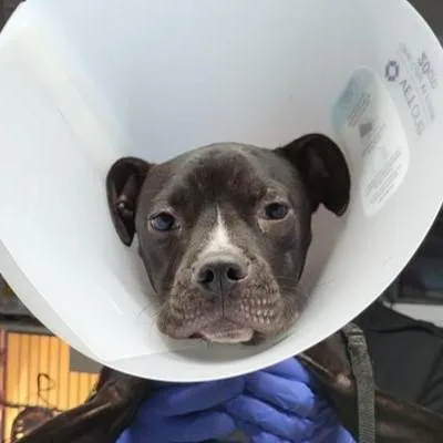 A baby medium-sized female Terrier dog named Tinkerbell for adoption in San Antonio, TX