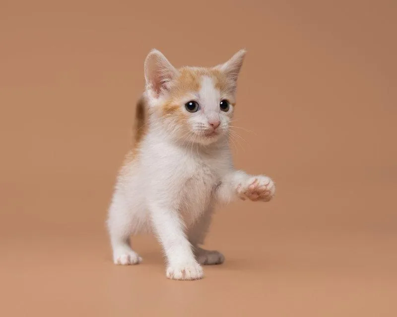 An adult small-sized female Orange & White Domestic Short Hair cat named Lighthouse for adoption in House Springs, MO