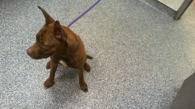 A young medium-sized male Pit Bull Terrier dog named A for adoption in Charlotte, NC