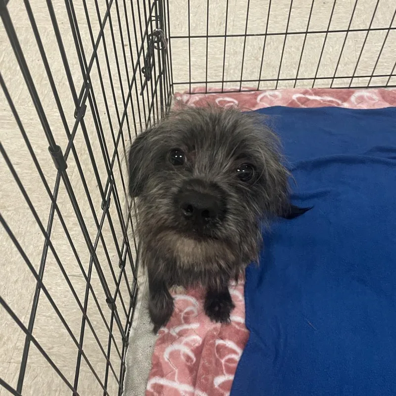 A young small-sized male Black Schnauzer dog named Woofus Wainwright for adoption in Austin, TX