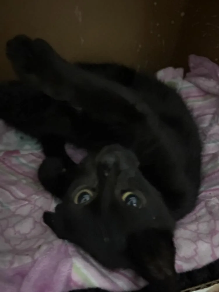 A baby small-sized male Domestic Short Hair cat named Galaxy for adoption in Chicago, IL