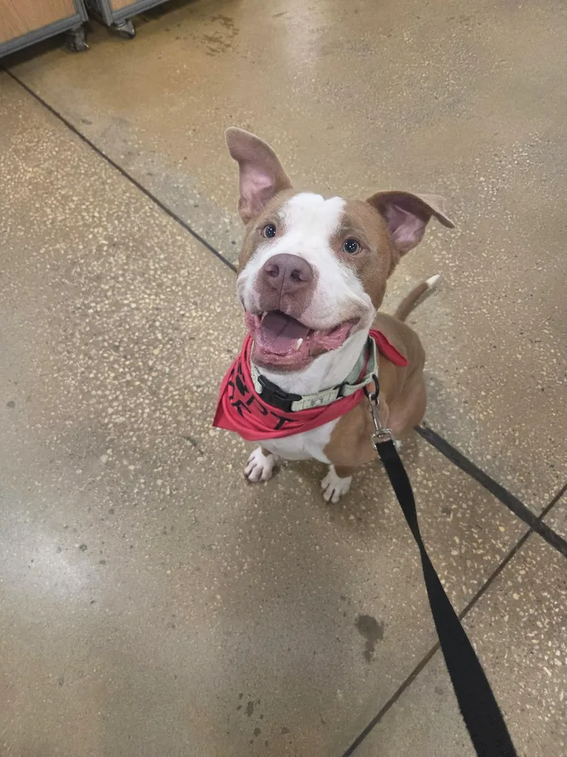 An adult medium-sized female Brown / Chocolate American Staffordshire Terrier dog named Bruce for adoption in Lexington, SC