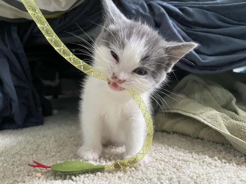 A baby medium-sized female Gray / Blue / Silver Domestic Short Hair cat named Merry for adoption in Hillsboro, OR