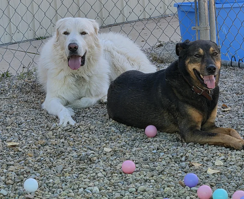 An adult large-sized male Great Pyrenees dog named Yeti and Ace for adoption in Newcastle, WY