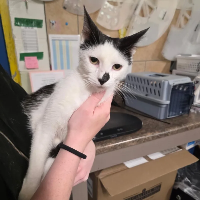 A young medium-sized female White Domestic Short Hair cat named Heffalump for adoption in Eureka Springs, AR