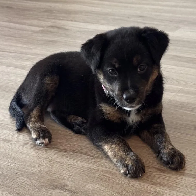 A baby small-sized female Terrier dog named Poppy for adoption in Lauderhill, FL