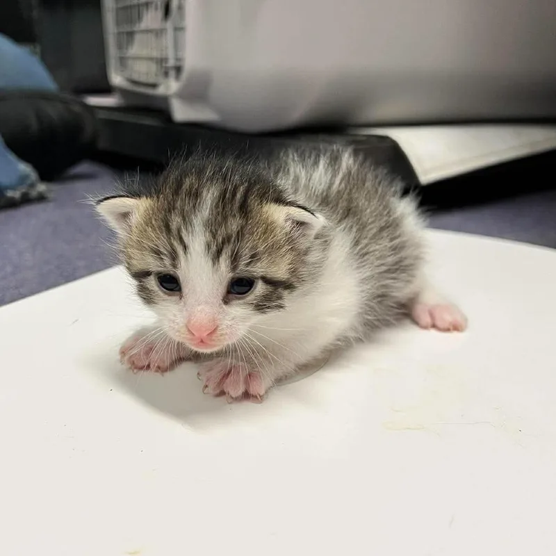 A baby small-sized female White Domestic Short Hair cat named Bunny for adoption in Edwardsville, IL