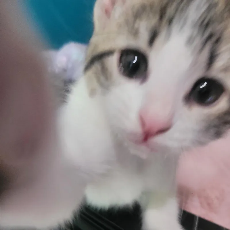 Bunny thumbnail 4