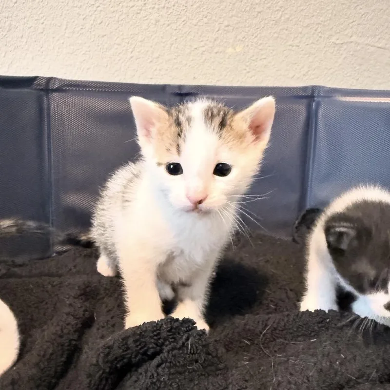 A baby small-sized male White Domestic Short Hair cat named Alfie for adoption in Seminole, FL