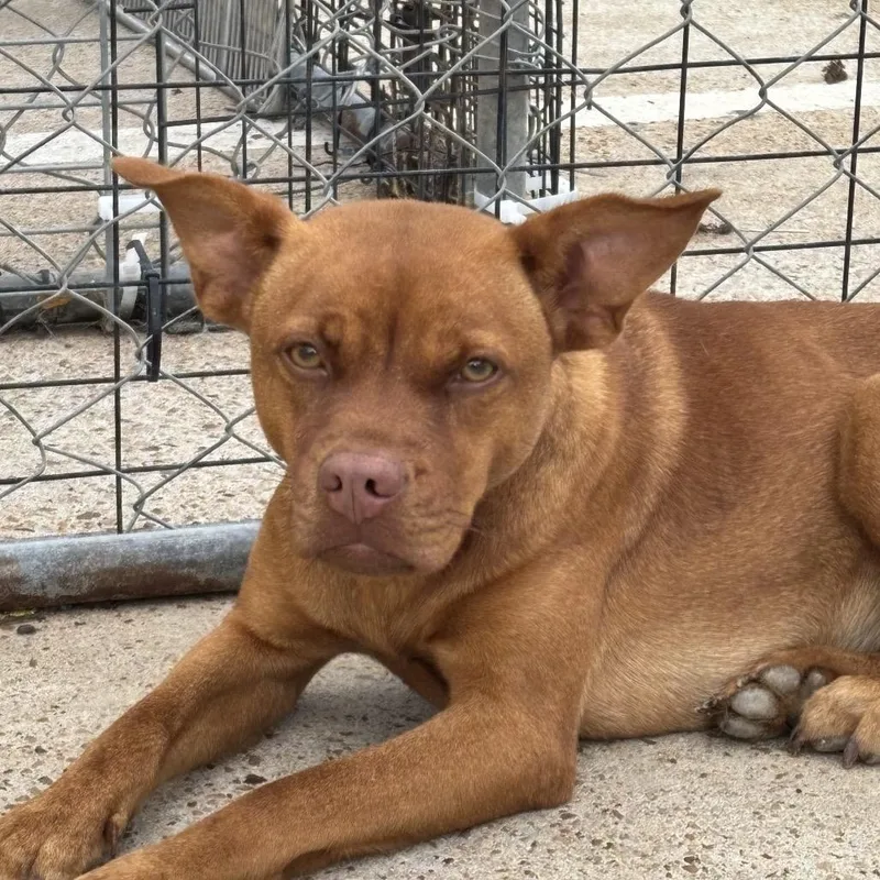 An adult medium-sized female Red / Chestnut / Orange Mixed Breed dog named Nala for adoption in Lake Jackson, TX