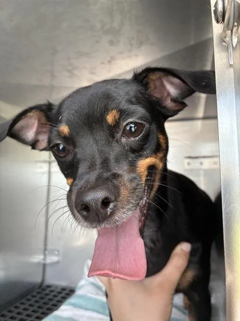 A young small-sized male Chihuahua dog named Kirby for adoption in Fort Myers, FL