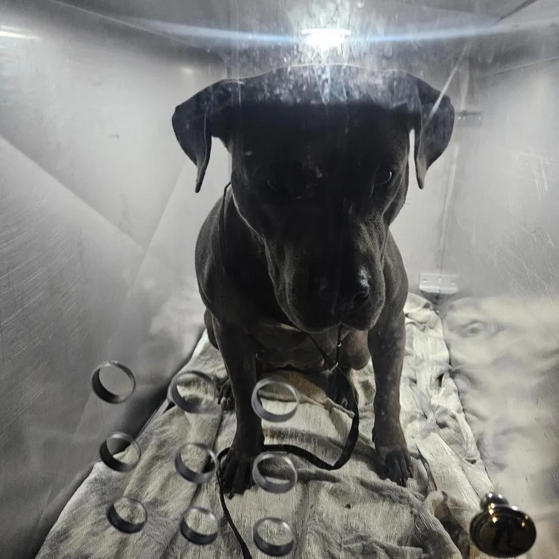 An adult medium-sized female Gray / Blue / Silver Mixed Breed dog named Nova for adoption in Philadelphia, PA