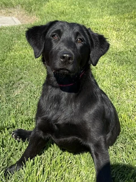 A young medium-sized female Labrador Retriever dog named Sadie for adoption in Riverside, CA