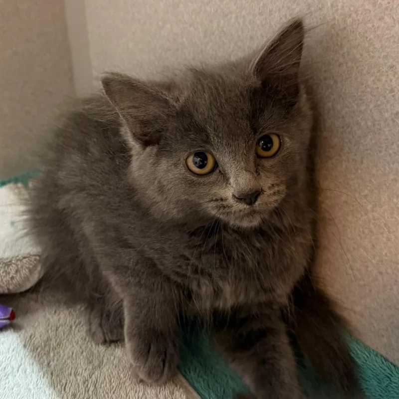 A baby small-sized female Gray / Blue / Silver Domestic Long Hair cat named Ursula for adoption in Pittsburgh, PA