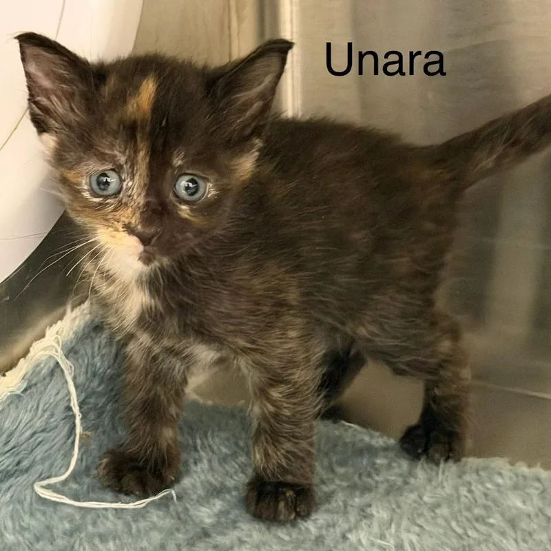 Unara thumbnail 2