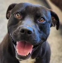 A young medium-sized male Black Pit Bull Terrier dog named Rizzo for adoption in Cedar Mountain, NC