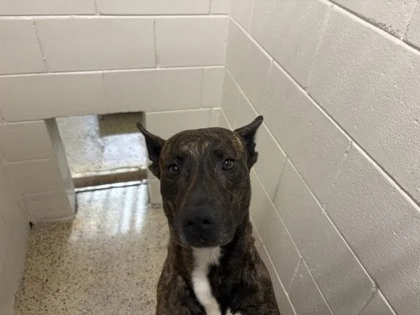 An adult large-sized female Mixed Breed dog named Aspen for adoption in Melbourne, FL