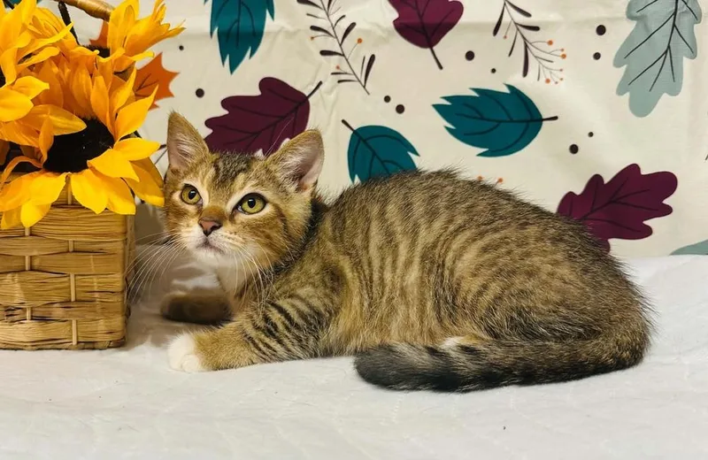 A baby small-sized male Domestic Short Hair cat named Gym for adoption in Groveland, MA