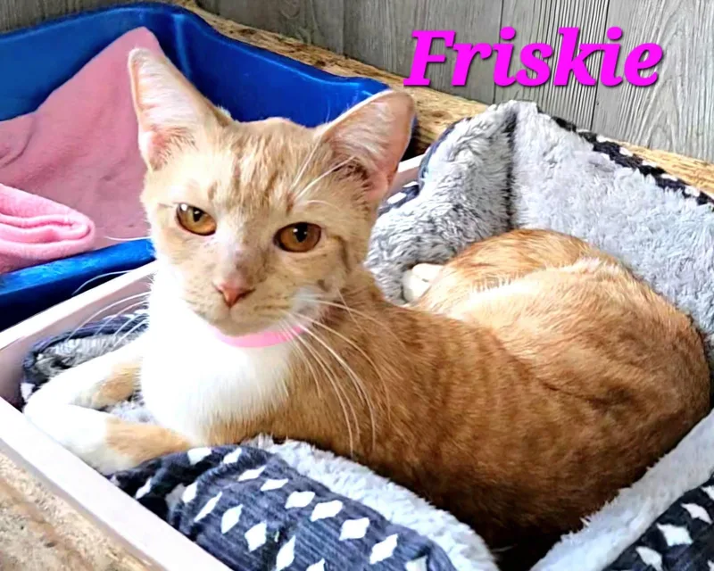 Friskie thumbnail 2
